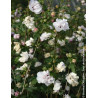 HIBISCUS syriacus FRENCH CABARET PASTEL® - Hibiscus, Althéa