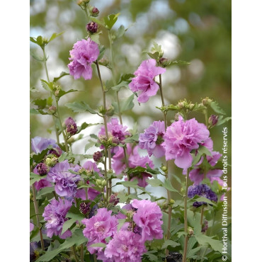HIBISCUS syriacus FRENCH CABARET PURPLE® - Hibiscus, Althéa