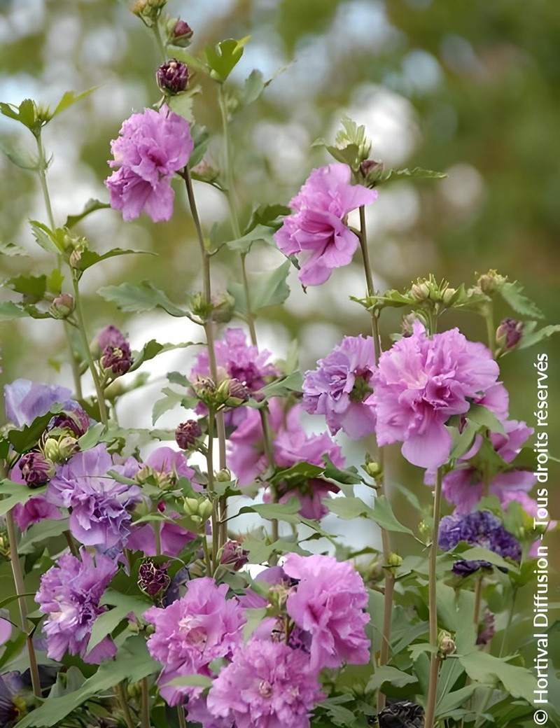 HIBISCUS syriacus FRENCH CABARET PURPLE® - Hibiscus, Althéa