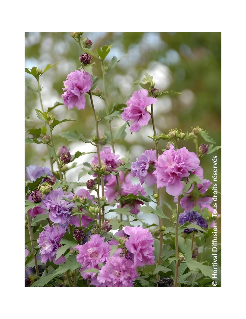 HIBISCUS syriacus FRENCH CABARET PURPLE® - Hibiscus, Althéa