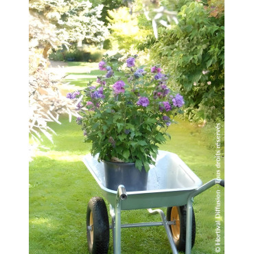 HIBISCUS syriacus FRENCH CABARET PURPLE® - Hibiscus, Althéa