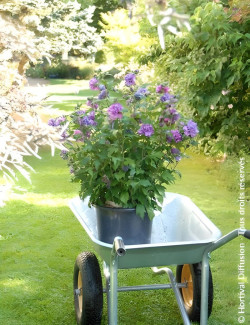 HIBISCUS syriacus FRENCH CABARET PURPLE® - Hibiscus, Althéa