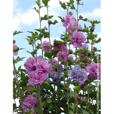 HIBISCUS syriacus FRENCH CABARET PURPLE® - Hibiscus, Althéa