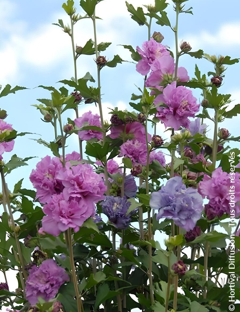 Althea Raj French Hibiscus syriacus ‘French Cabaret Purple’ – Althéa double violet ...