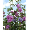HIBISCUS syriacus FRENCH CABARET PURPLE® - Hibiscus, Althéa