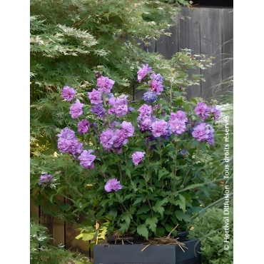 HIBISCUS syriacus FRENCH CABARET PURPLE® - Hibiscus, Althéa