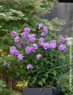 HIBISCUS syriacus FRENCH CABARET PURPLE® - Hibiscus, Althéa