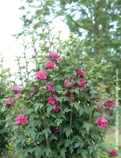 HIBISCUS syriacus FRENCH CABARET RED® - Hibiscus, Althéa