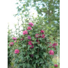 HIBISCUS syriacus FRENCH CABARET RED® - Hibiscus, Althéa