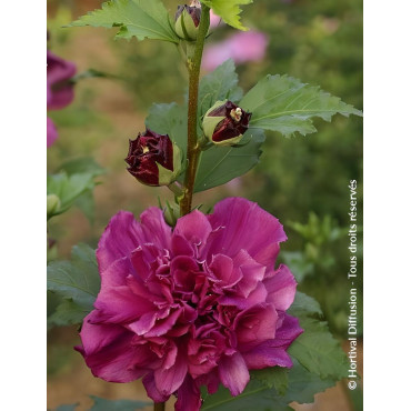 HIBISCUS syriacus FRENCH CABARET RED® - Hibiscus, Althéa