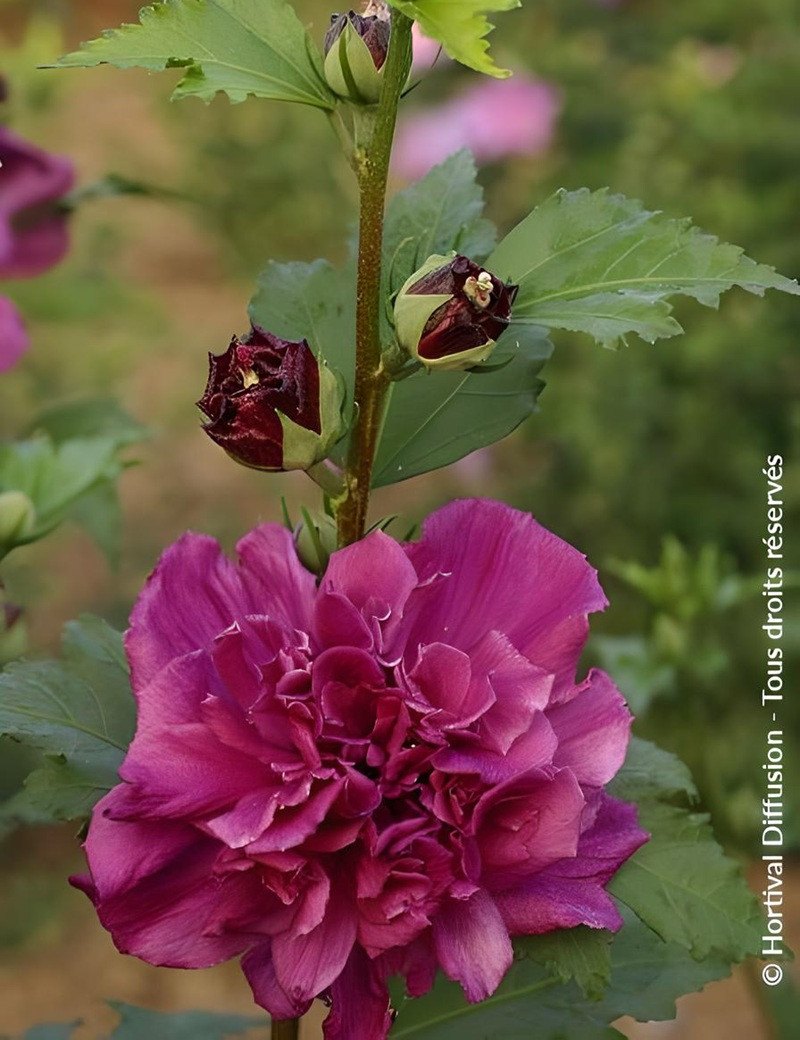 HIBISCUS syriacus FRENCH CABARET RED® - Hibiscus, Althéa