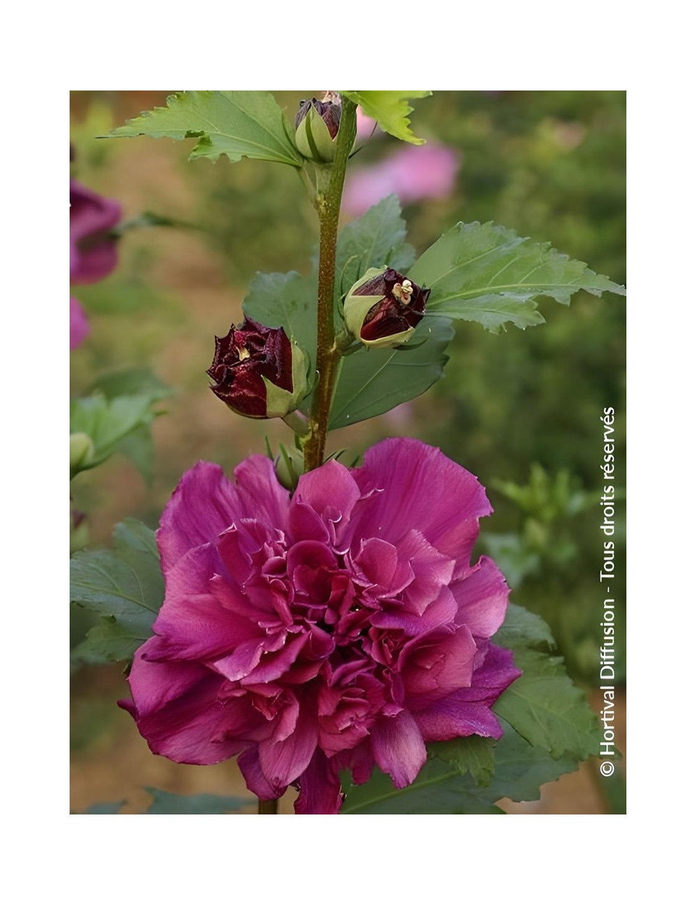 HIBISCUS syriacus FRENCH CABARET RED® - Hibiscus, Althéa