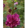 HIBISCUS syriacus FRENCH CABARET RED® - Hibiscus, Althéa