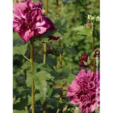 HIBISCUS syriacus FRENCH CABARET RED® - Hibiscus, Althéa