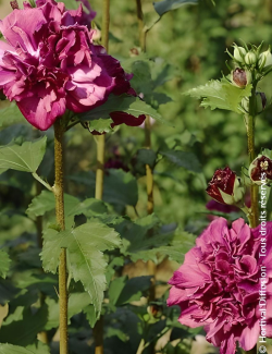 HIBISCUS syriacus FRENCH CABARET RED® - Hibiscus, Althéa