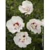 HIBISCUS syriacus FRENCH POINT® - Hibiscus, Althéa