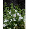 HIBISCUS syriacus FRENCH POINT® - Hibiscus, Althéa