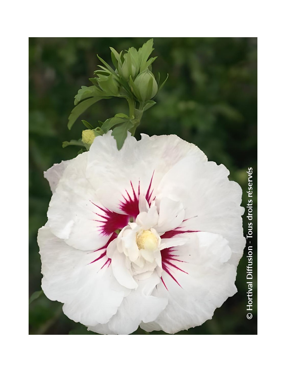 HIBISCUS syriacus FRENCH POINT® - Hibiscus, Althéa