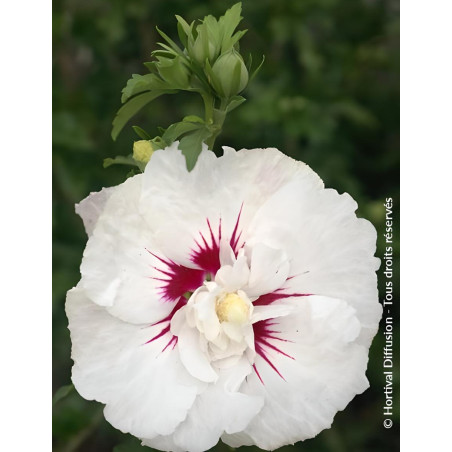 HIBISCUS syriacus FRENCH POINT® - Hibiscus, Althéa