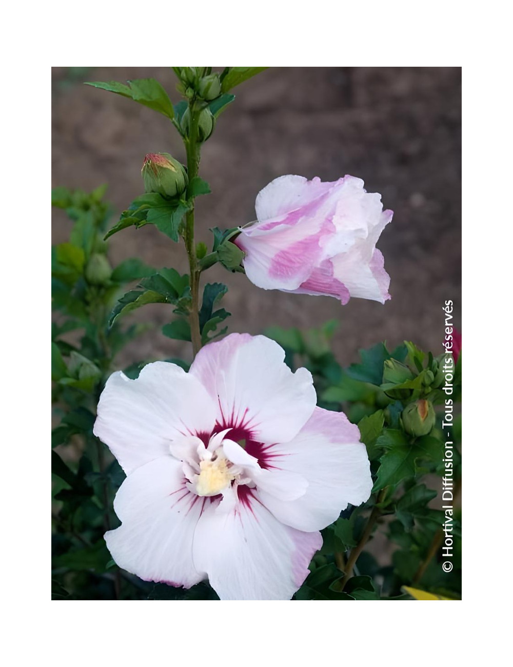 HIBISCUS syriacus PINKY SPOT® - Hibiscus, Althéa