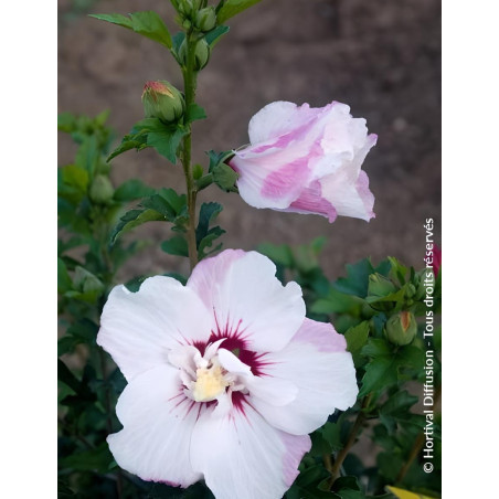 HIBISCUS syriacus PINKY SPOT® - Hibiscus, Althéa