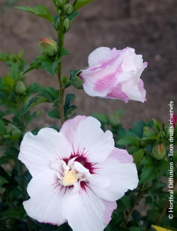 HIBISCUS syriacus PINKY SPOT® - Hibiscus, Althéa