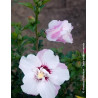 HIBISCUS syriacus PINKY SPOT® - Hibiscus, Althéa