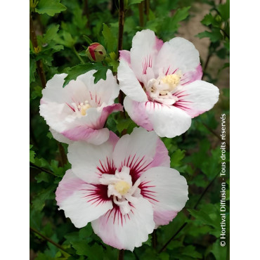 HIBISCUS syriacus PINKY SPOT® - Hibiscus, Althéa