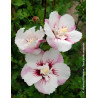 HIBISCUS syriacus PINKY SPOT® - Hibiscus, Althéa