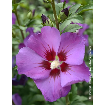 HIBISCUS syriacus RUSSIAN VIOLET® II - Hibiscus, Althéa