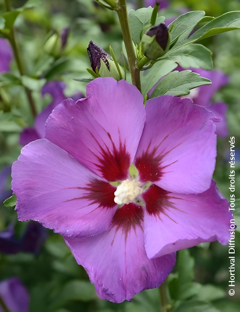 HIBISCUS syriacus RUSSIAN VIOLET® II - Hibiscus, Althéa