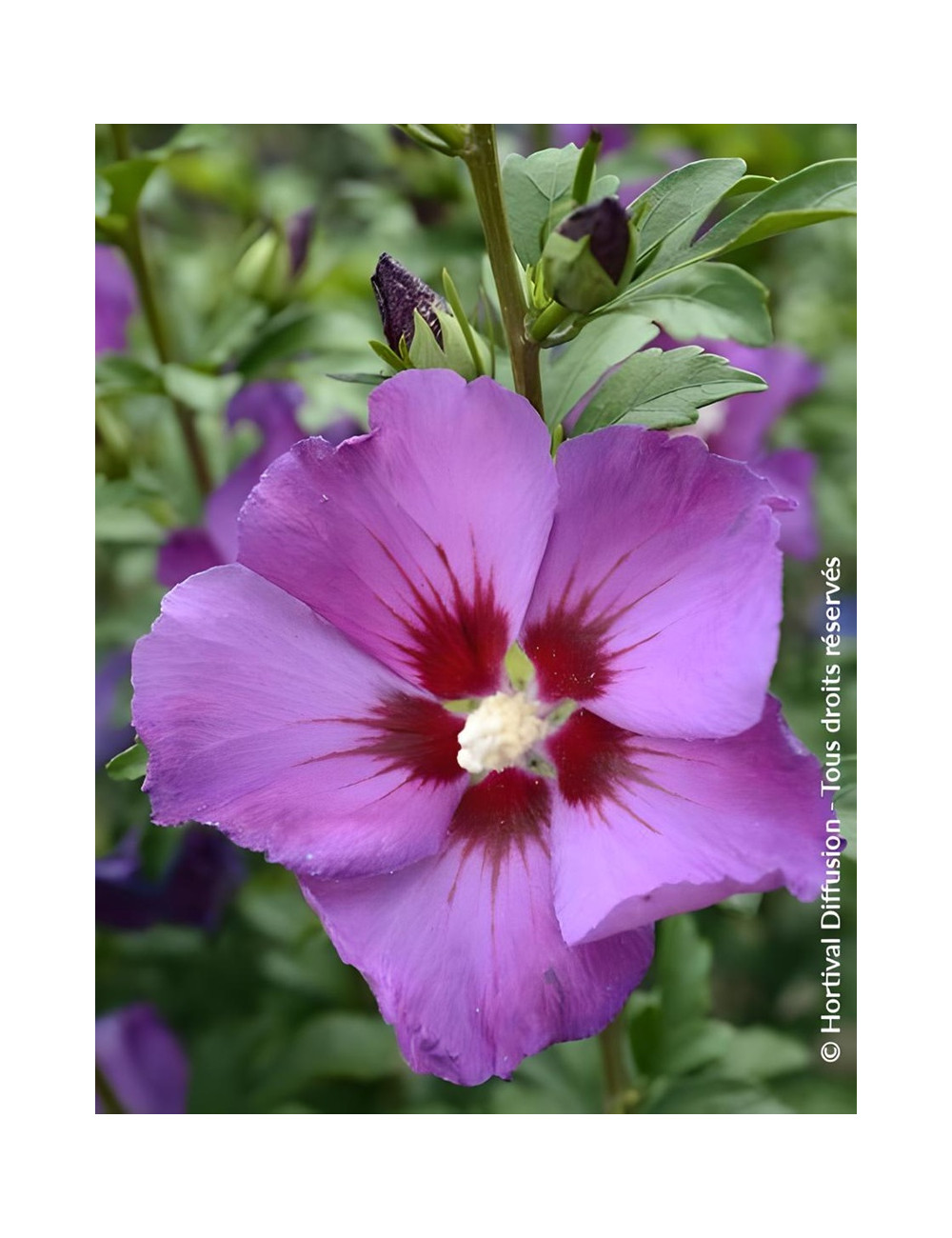 HIBISCUS syriacus RUSSIAN VIOLET® II - Hibiscus, Althéa