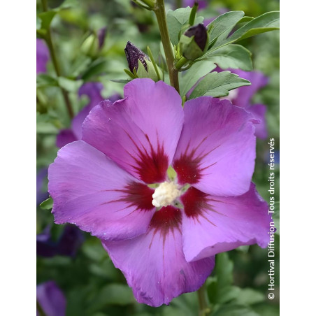 HIBISCUS syriacus RUSSIAN VIOLET® II - Hibiscus, Althéa