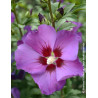HIBISCUS syriacus RUSSIAN VIOLET® II - Hibiscus, Althéa