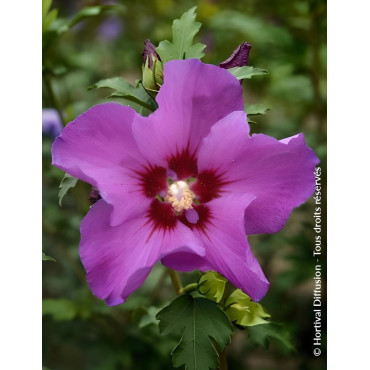 HIBISCUS syriacus RUSSIAN VIOLET® II - Hibiscus, Althéa