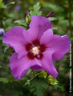 HIBISCUS syriacus RUSSIAN VIOLET® II - Hibiscus, Althéa