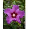 HIBISCUS syriacus RUSSIAN VIOLET® II - Hibiscus, Althéa