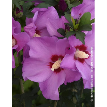 HIBISCUS syriacus RUSSIAN VIOLET® II - Hibiscus, Althéa
