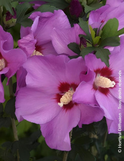 HIBISCUS syriacus RUSSIAN VIOLET® II - Hibiscus, Althéa