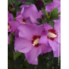 HIBISCUS syriacus RUSSIAN VIOLET® II - Hibiscus, Althéa