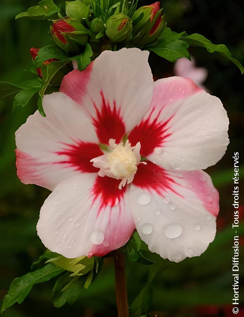 HIBISCUS syriacus HAMABO - Hibiscus, Althéa
