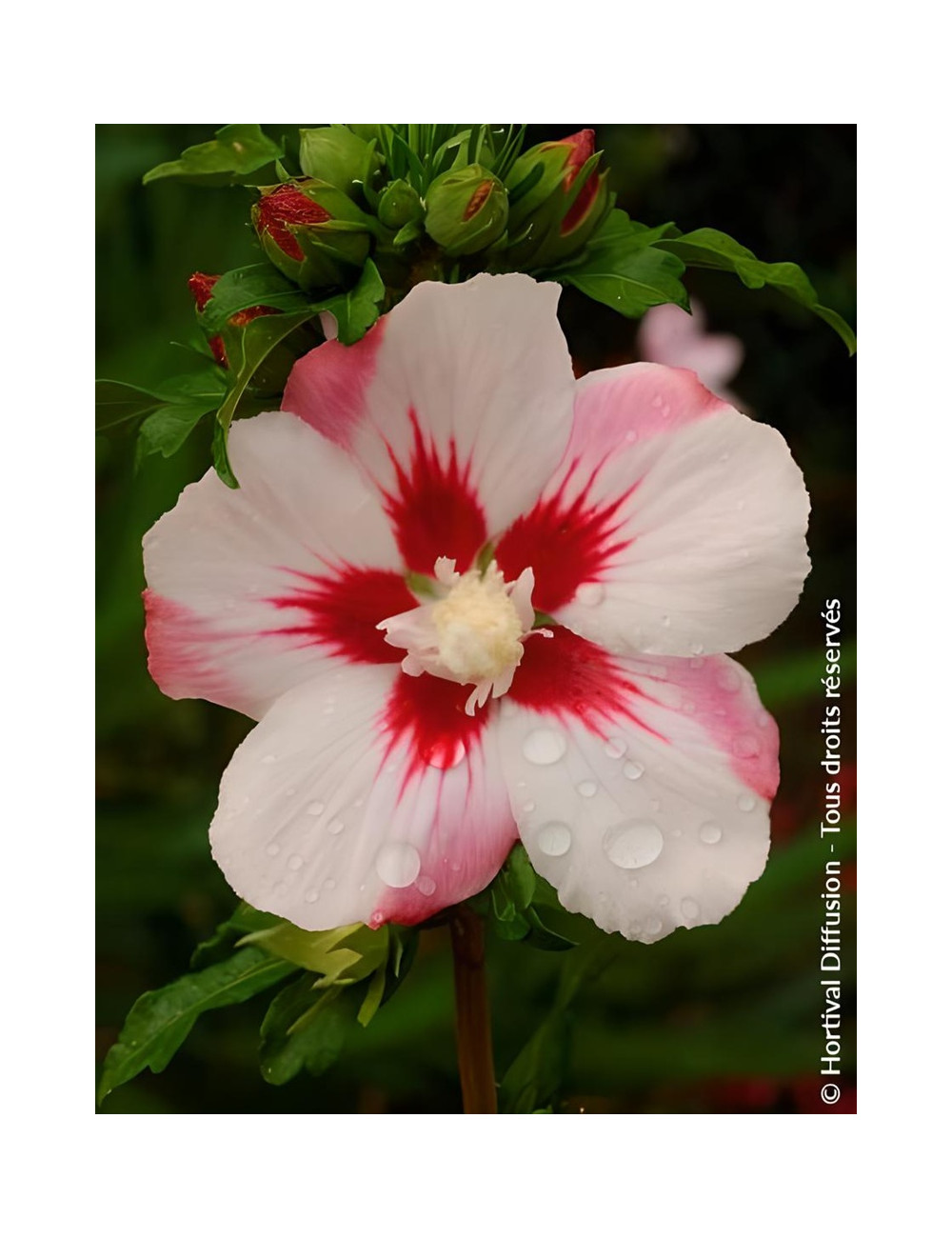 HIBISCUS syriacus HAMABO - Hibiscus, Althéa