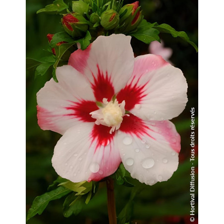 HIBISCUS syriacus HAMABO - Hibiscus, Althéa
