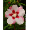 HIBISCUS syriacus HAMABO - Hibiscus, Althéa