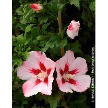 HIBISCUS syriacus HAMABO - Hibiscus, Althéa