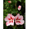 HIBISCUS syriacus HAMABO - Hibiscus, Althéa