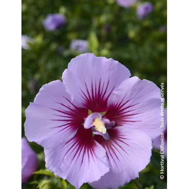 Hibiscus syriacus ‘BTIwist Lavender’ – Althéa à fleurs lavande à cœur rouge, floraison estivale prolongée
