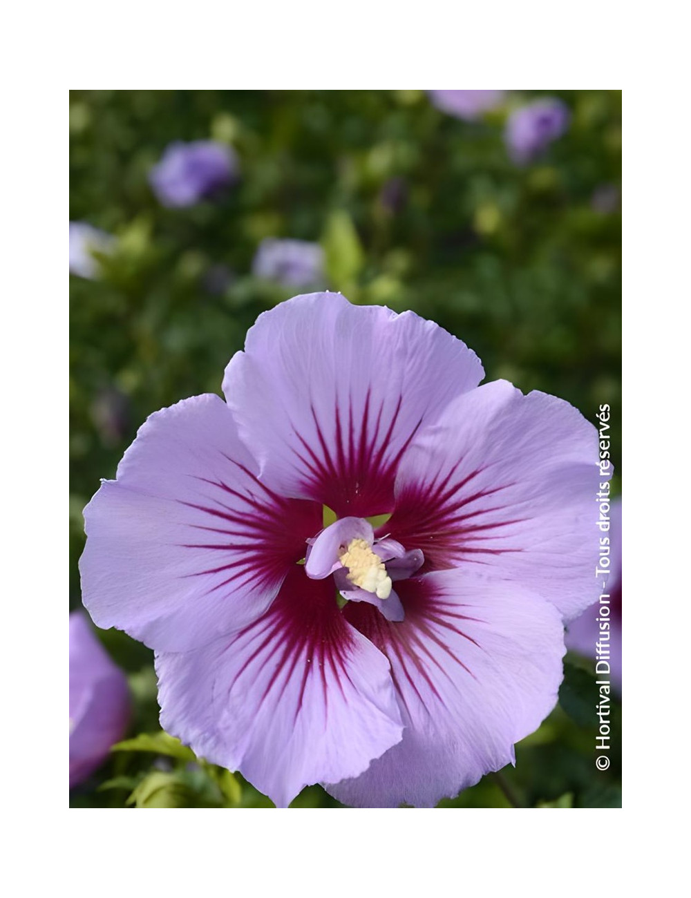 Hibiscus syriacus ‘BTIwist Lavender’ – Althéa à fleurs lavande à cœur rouge, floraison estivale prolongée