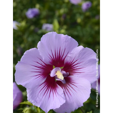 Hibiscus syriacus ‘BTIwist Lavender’ – Althéa à fleurs lavande à cœur rouge, floraison estivale prolongée