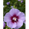Hibiscus syriacus ‘BTIwist Lavender’ – Althéa à fleurs lavande à cœur rouge, floraison estivale prolongée